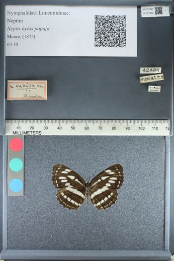 Media type: image;   Entomology 161990